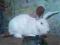 królik króliki BOB belgijski olbrzym biały Samiec