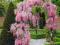 Glicynia Wisteria floribunda 'Rosea'- DUŻE ROŚLINY