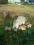 lochy prosne świniodziki młode mongalica dzik