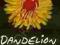 DANDELION: THE EXTRAORDINARY LIFE OF A MISFIT Mawe