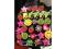 Kolorowe magnesy gumowe owoce, zwierzaki INNED0163