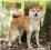 SHIBA INU 2015 WALL CALENDAR