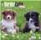 BORDER COLLIE PUPPIES 2015 WALL CALENDAR