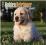 GOLDEN RETRIEVER PUPPIES 2015 WALL CALENDAR