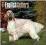 ENGLISH SETTERS 2015 WALL CALENDAR