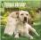 YELLOW LABRADOR RETRIEVERS 2015 WALL CALENDAR