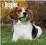 BEAGLES 2015 WALL CALENDAR