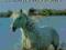 THE HORSE OWNER'S GUIDE TO HOLISTIC MEDICINE Wyche