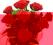 Kwiaty na Dzień Kobiet, Czerwone Róże z dostawą