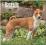 BASENJIS 2015 WALL CALENDAR