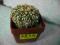 Kaktusy Astrophytum SUPER CABUTO nr5834 don5x5cm