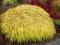 Hakonechloa 'All Gold' - Trawa bambusowa HiT !! !!