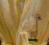 Dorota A2670 szlafrok dziecięcy puchaty 116 cm