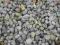 Żwir biały, grys ogrodowy, ozdobny, kolorowy