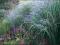 Puszysta trawa PANICUM wys 140cm