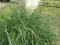 BIAŁA trawa pampasowa