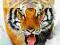 Tygrys Syberyjski w sniegu - plakat 3D