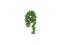 Roślina Papaya Leaf vine 45cm Komodo