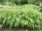 Hakonechloa smukła Albo Striata TRAWA BAMBUSOWA