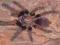 Spider Shop - Thrigmopoeus truculentus L3