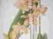 ORCHIDEE STORCZYKI BRAZYLII 316 ILUSTRACJI 1949