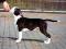 American Staffordshire Terrier amstaff amstaf