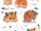Magnes Chomik I love hamsters 4571