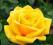 YELLOW ROSE RÓŻA ŻÓŁTA nasiona,róża,róże 50szt