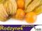 HIT Rodzynek Brazylijski (Physalis peruviana) 0,2g