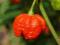 TRINIDAD SCORPION MOROUGA MORUGA RED 2mln.SHU MEGA