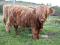 Buhaj zarodowy bydło szkockie Highland Cattle