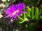 Carpobrotus edulis - pigface !