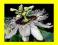 ===&gt; PASSIFLORA EDULIS - 200 nasion !!! &lt;===