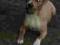 American Staffordshire Terrier Amstaf FCI roczna