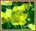 W9 Jaskier wielkokwiatowy 'Grandiflora' sadzonki