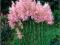 Trawa pampasowa Pink Feather - różowa C0,5