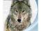 IMAX: Wolves (Wilki) , 1080p Blu-ray , SKLEP W-wa