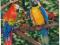 Trójwymiarowa 3 D Papugi ptaki wyd. Szwajcaria