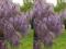 Wisteria Glicynia _Ludwik Lawin ___ fioletowa DUŻA