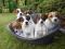 Jack Russell Terrier szczenięta zapowiedź miotu