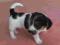 Jack Russell Terrier szczenięta z rodowodem FCI