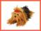 Yorkshire Terrier 35 cm leżący + GRATIS