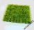 Sztuczny trawnik z roślin akwariowych 24-24cm