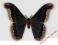 Motyl- Callosamia promethea !!!