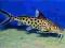 Synodontis Multipunctatus F0