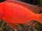 sprzedam pyszczaki Alunocara FireFish red Line(wys