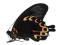 Motyl - Papilio deiphobus deiphobus, samiec