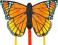 Butterfly Kite Monarch R Latawiec Kolorowy Motyl