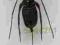 Hypoctonus rangunensis skorpion Tajlandia