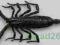 Heterometrus spinifer skorpion +160mm DUŻY Malezja